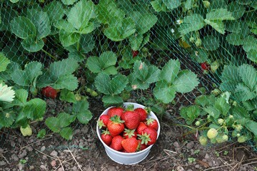 Strawberries saved from birds and bowl with picked strawberries. Strawberry plants cultivated in...