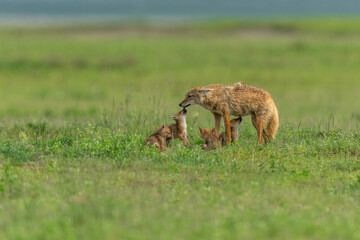 Naklejka na ściany i meble African golden wolf mother with pups at a den site in Ngorongoro crater, Tanzania