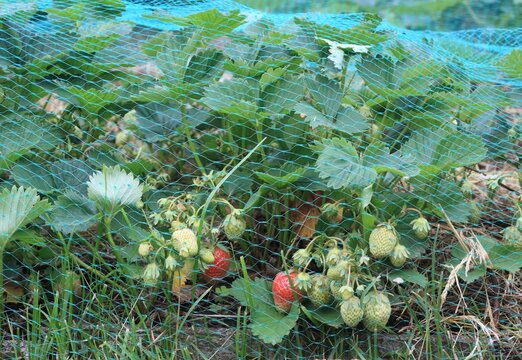 Ripening strawberries protected from starlings by net. Strawberrry plants cultivated in organic garden under safety net against birds.