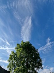 sky and tree