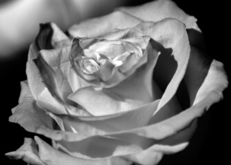 simple yellow rose flower, close-up view of the flower on a dark background