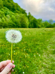 White flowers dandelion in the hand. Nature. Selective focus