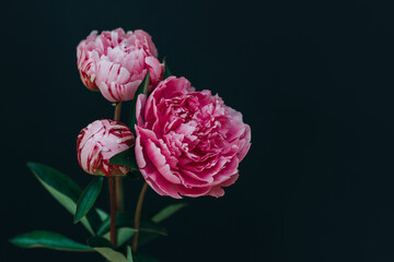 Beautiful pink peonies on a dark background.