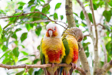 Two conure parrots close up in forest