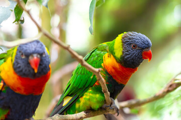 Tropical multicolor rainbow lorikeet, closeup bird portrait