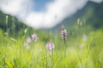 meadow with orchid flowers and mountains