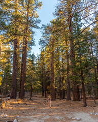 Woman tourist walking through San Jacinto State Park in California with large trees surrounding the person. 