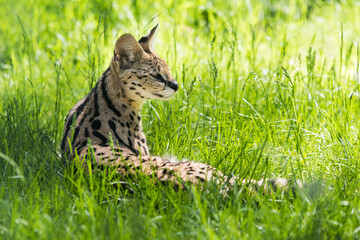 Naklejka na ściany i meble Serval Leptailurus serval rest in the grass