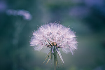 giant dandelion tragopogon dubius or yellow salsify