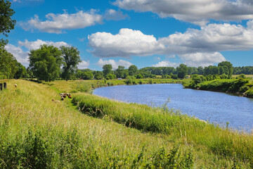 Fototapeta na wymiar Beautiful dutch rural landscape, green meadow with sheep, natural course river Maas bend, blue summer sky fluffy clouds - Maasvallei, Limburg, Netherlands