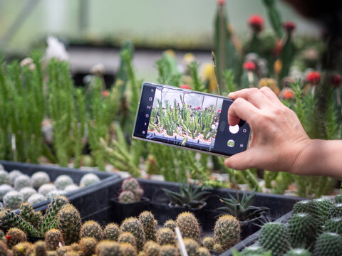 Close Up Hand Holding Mobile Phone While Taking Photos Of Lots Of Small Cactus And Succulent Pots.