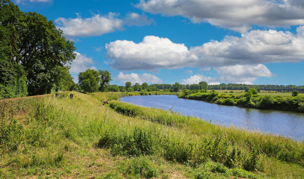 Beautiful dutch rural landscape, green meadow with sheep, natural course river Maas bend, blue summer sky fluffy clouds - Maasvallei, Limburg, Netherlands