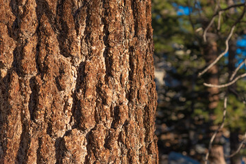 Close up of the bark on a fir tree seen in San Jacinto State Park. 