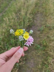 flowers in the field