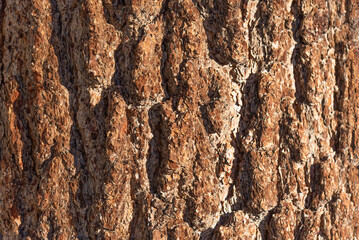 Close up of the bark on a fir tree seen in San Jacinto State Park. 