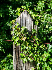 Fototapeta na wymiar ivy on the fence