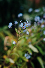 Blue flowers forget-me-nots