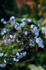 Blue flowers in spring