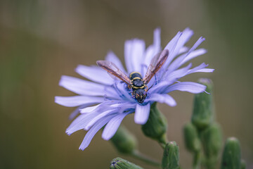 close up of blue-sow thistle flower with wasp on it
