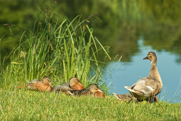 Female duck with little ducklings sitting in the grass on the shore of a pond. Selective focus, no people.
