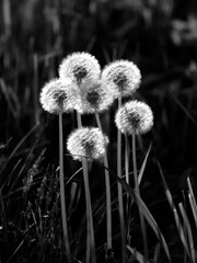 Black & white image of dandelions.