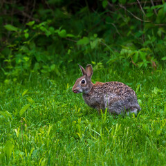 A rabbit eyes the photographer.