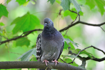 Pigeon sitting on a branch, close-up