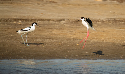 The sandpiper