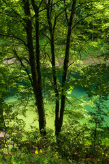 Green Forest