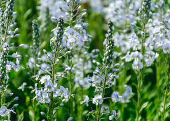 flowers in spring, bright flowers bloom in spring in the garden and park