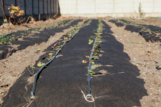Long beds of strawberries covered with agrofibre