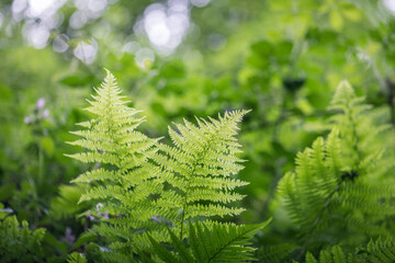fern in the forest