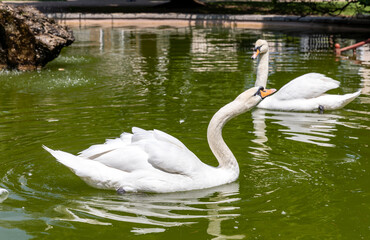 Swans on  lake