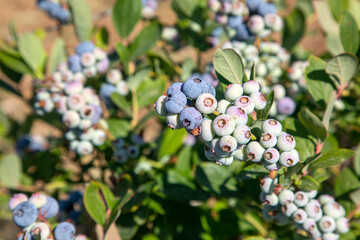 Blueberry farm with bunch of ripe fruits on tree during harvest season in Izmir, Turkey. Blueberry picking history.