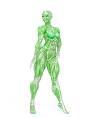 female bodybuilder is standing up in white background