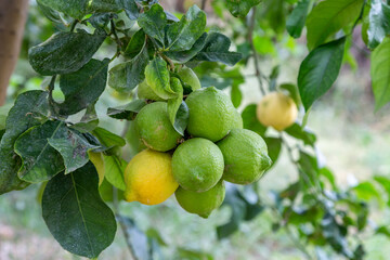Lemons growing on a tree in Northern Cyprus