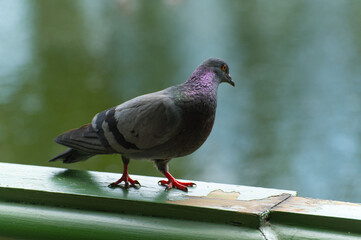 A gray dove sits on a green wooden parapet