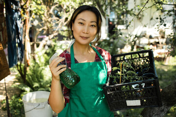 Woman gardener holding tomato seedling in crate ready for planting in organic garden. Planting and gardening at springtime