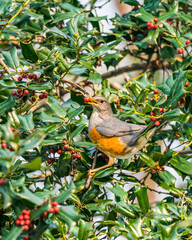 Grey-backed thrush (Can be used for Christmas)