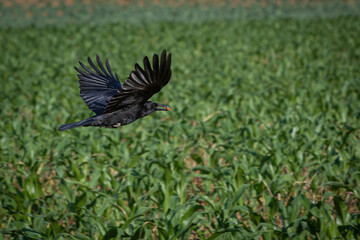 Obraz premium crow with food in beak flying