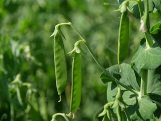 Field peas in a field in Northeim in Lower Saxony in Germany