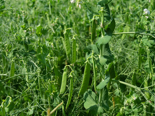 Field peas in a field in Northeim in Lower Saxony in Germany