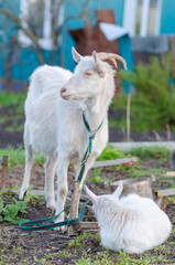 White goat with cub of goat