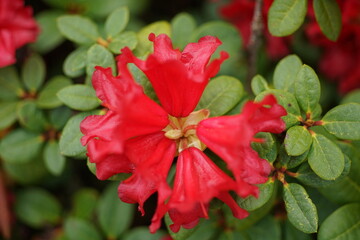 Rote Blüten eines Rhododendron Strauches im Frühling