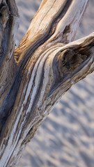 Dry weathered wood abstraction
