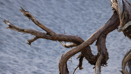 Dry weathered wood abstraction