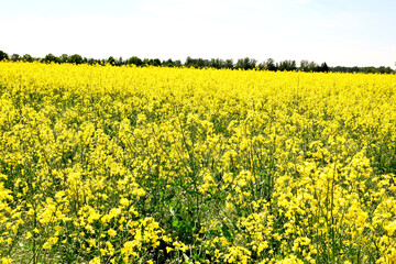 field of bright yellow flowering rape