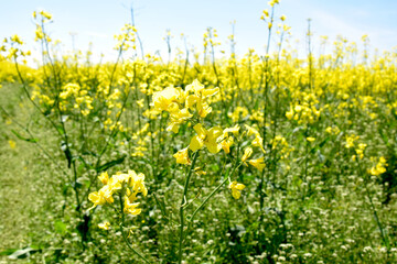 field of bright yellow flowering rape