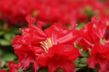 Rote Blüten eines Rhododendron Strauches im Frühling