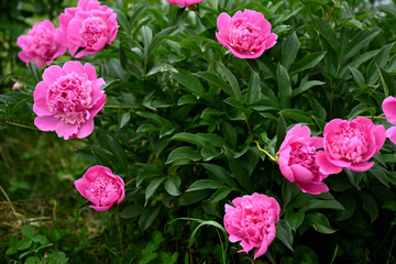 The peony bush blooms in pink, lilac. Pink peony flowers in the summer garden against the background of green leaves. Close-up of pink peony flowers. Large photo